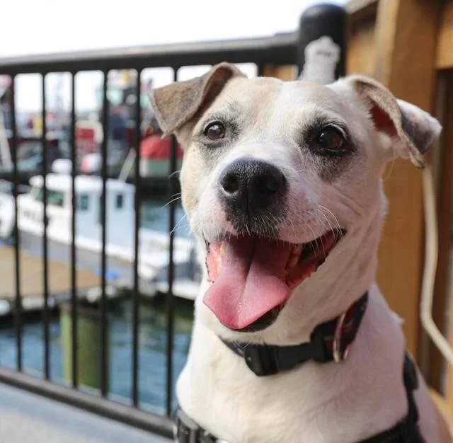 Good Dog Gallery